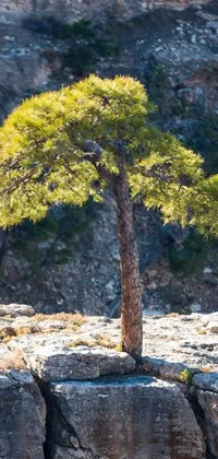 A stunning phone live wallpaper showcasing an isolated tree on a cliff in a dry rock desert