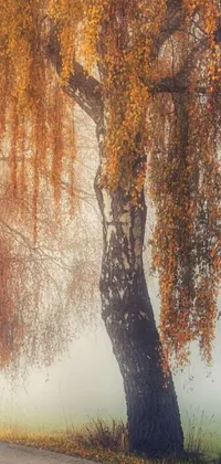 This live wallpaper depicts a serene scene featuring a bench under a picturesque willow tree on a foggy day