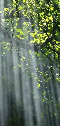 This phone live wallpaper showcases the beauty of nature with god rays, green mist and light raindrops falling on the leaves