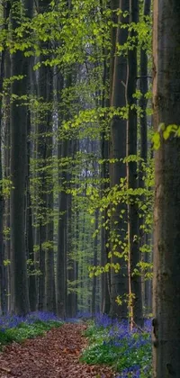 Plant Leaf Wood Live Wallpaper