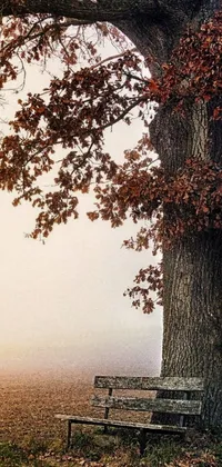This vertical phone live wallpaper features a serene setting of a bench under a magnificent oak tree during fall season
