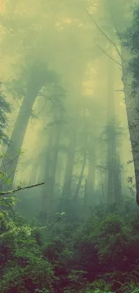 Transform your phone into a mystical forest filled with tall exotic trees with this green fog wallpaper