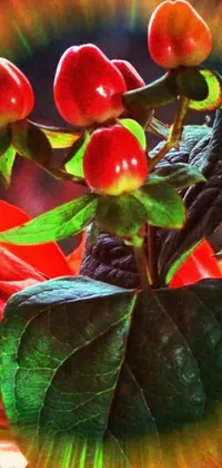 This stunning phone live wallpaper depicts a close up of vibrant, blood-red leaves and berries in a vase on a table