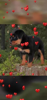 This live phone wallpaper features an adorable puppy on a tree stump surrounded by heart shapes