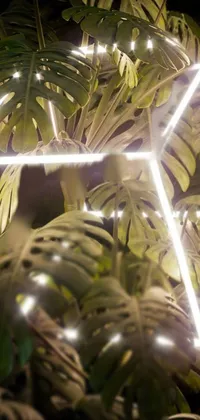 Plant Light Terrestrial Plant Live Wallpaper