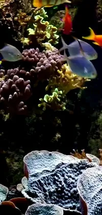 This phone live wallpaper features a group of colorful fish swimming in an aquarium, surrounded by stunning gemstone-like corals