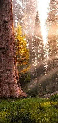 This live phone wallpaper depicts a beautiful digital rendering of sunlit trees in a forest