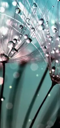 Enhance the look of your phone with this live wallpaper featuring a stunning macro shot of water droplets on a dandelion, in a beautiful blend of mauve and cyan color scheme