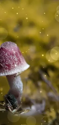 Decorate your phone screen with the mesmerizing Mushroom live wallpaper