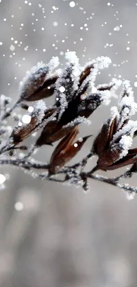 This live wallpaper showcases a beautiful close-up of a frost-covered plant, complete with intricate details of smoky crystals that highlight the natural beauty of the scene