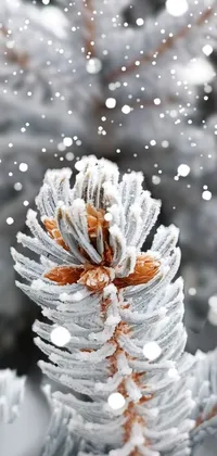 This phone live wallpaper features a highly detailed and microdetailed macro photograph of a pine tree covered in frost