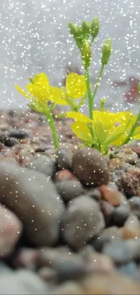Plant Liquid Water Live Wallpaper