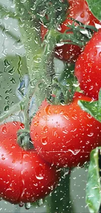 Experience the beauty of nature on your phone with this tomato plant live wallpaper