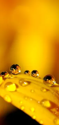 This beautiful phone live wallpaper captures the essence of autumn with its golden colors and water droplets on a petal surface