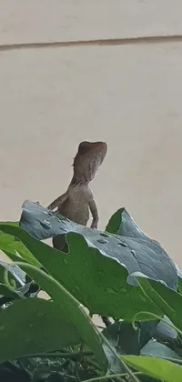 Looking for a stunning live wallpaper for your phone? Check out this beautiful nature scene featuring a colorful lizard perched on a leafy plant, set against a bright blue sky with fluffy white clouds passing by