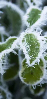This live wallpaper features a beautiful close-up photograph of a frost-covered indoor botanical plant