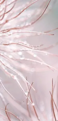 Transform your phone into a stunning work of art with a macro live wallpaper featuring a pink-haired plant with water droplets