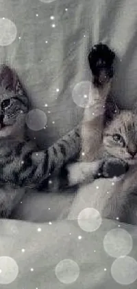 This live phone wallpaper depicts a couple of adorable cats lounging on top of a bed with arms up and tails intertwined