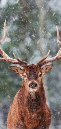 This phone live wallpaper features a stunning close-up image of a deer in the snow, set against a snowy forest backdrop