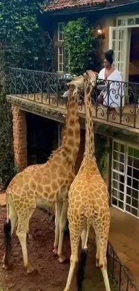 Looking for an elegant and high-quality live wallpaper for your phone? Check out this stunning depiction of two giraffes standing next to each other in front of a house