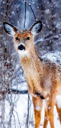 This live wallpaper showcases a stunning winter scene with a magnificent deer standing in the snow