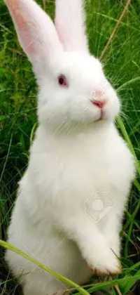 This live phone wallpaper depicts a cute, white rabbit on its hind legs with pink eyes, standing amidst vibrant green grass and colorful flowers