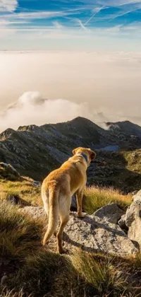 This live wallpaper captures the serene beauty of a dog standing on a rocky hilltop surrounded by majestic mountains and golden clouds