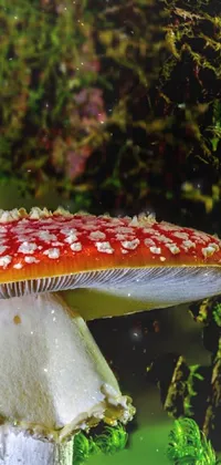 This phone live wallpaper showcases a stunning close-up of a mushroom in a foggy forest setting