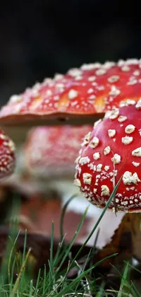 This live wallpaper features two red mushrooms on a lush green field