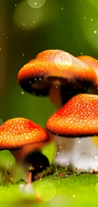 Plant Mushroom Liquid Live Wallpaper
