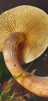 Plant Mushroom Natural Landscape Live Wallpaper