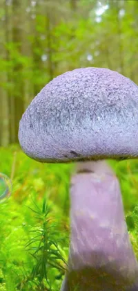 Plant Mushroom Natural Landscape Live Wallpaper