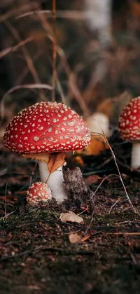 Looking for a stunning live wallpaper to beautify the display of your phone? Check out this magnificent fine art print featuring a couple of mushrooms on the forest floor