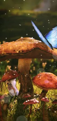 Plant Mushroom Nature Live Wallpaper