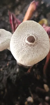 Plant Mushroom Terrestrial Plant Live Wallpaper