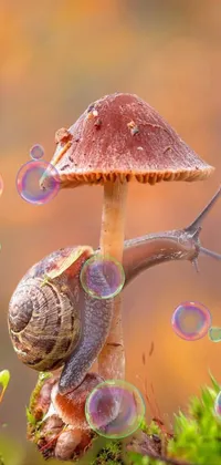 This mobile wallpaper features a snail crawling on a mushroom in a colorful autumn forest setting