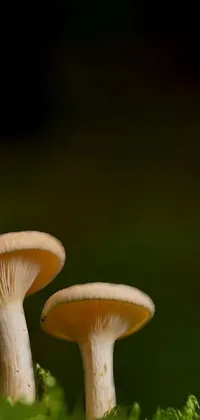This live wallpaper features a stunning macro photograph of a couple of mushrooms resting on a lush green field
