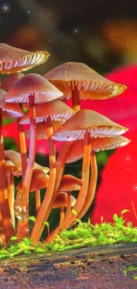 Looking for a stunning live wallpaper for your phone? Check out this vibrant and colorful option! Featuring a group of mushrooms sitting on a mossy log in a mystical forest, this macro photograph captures the captivating beauty of nature up close