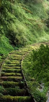 This phone live wallpaper displays a train track winding through a dense green forest, with an old bridge in the background