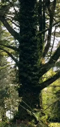 This is a stunning live wallpaper featuring a giraffe standing beside a tree in a forest
