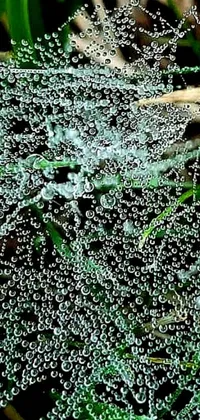 This live wallpaper features a stunning spider web covered in dew droplets, surrounded by psychedelic vegetation on a video still background