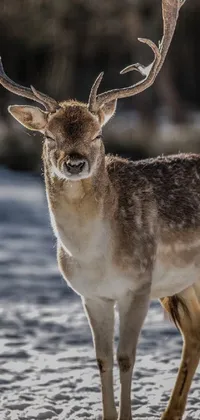 This stunning phone live wallpaper features a close-up of a beautiful deer in the snowy landscape, captured through fine art
