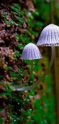 Plant Nature Mushroom Live Wallpaper