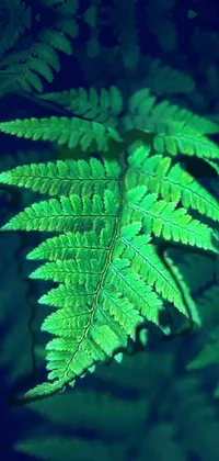 Plant Organism Branch Live Wallpaper