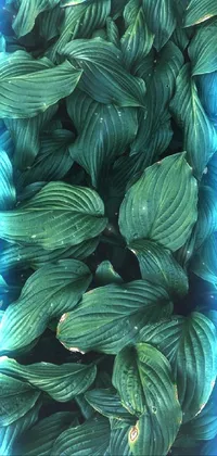 Plant Organism Line Live Wallpaper