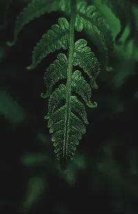 Plant Organism Terrestrial Plant Live Wallpaper