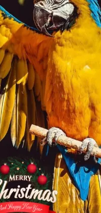 Decorate your phone with a colorful parrot live wallpaper