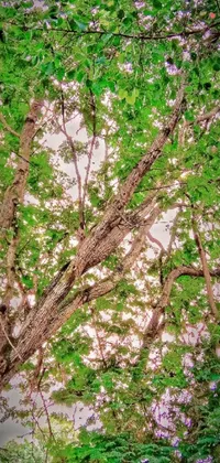 Plant Outdoor Tree Live Wallpaper