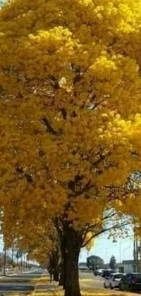 This phone live wallpaper showcases a large yellow tree with lush leaves in a city parking lot