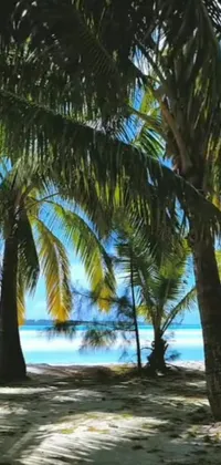 Elevate your phone's aesthetic with this stunning live wallpaper featuring a group of palm trees on a sandy beach